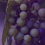Каталог вин Grape 2020